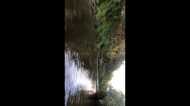 Лось на лесной речке смотреть онлайн