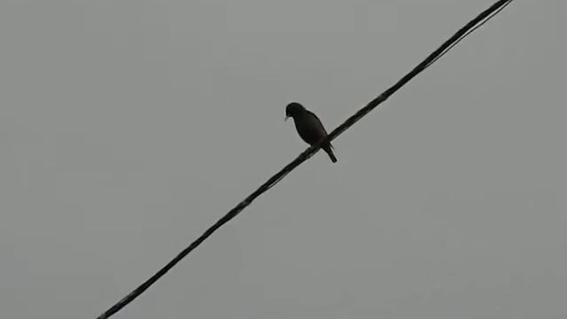 Шпак копіює спів різних пташок / A starling copies the singing of different birds