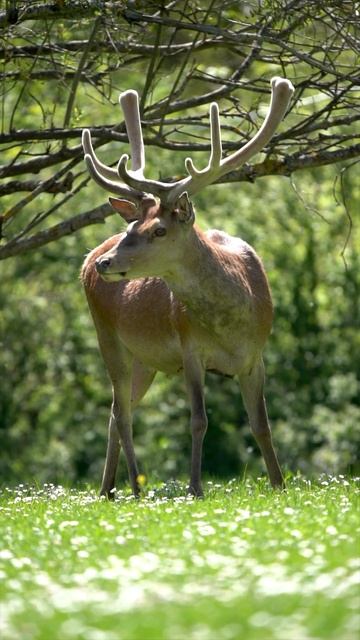 Deer in the Forest deer deershort forestsounds forestanimalswildlife wildanimalnature