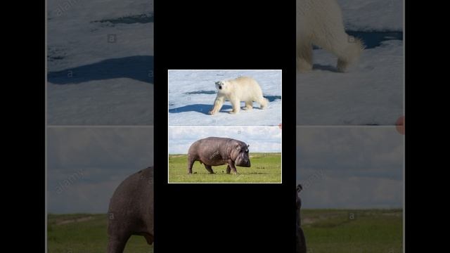 Polar Bear vs Hippo смотреть онлайн