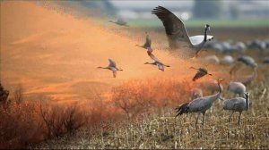 Далеко журавли полетели