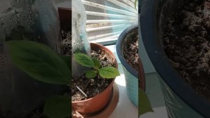 Королёк выращенный из косточки