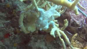 Diving in Bali HD