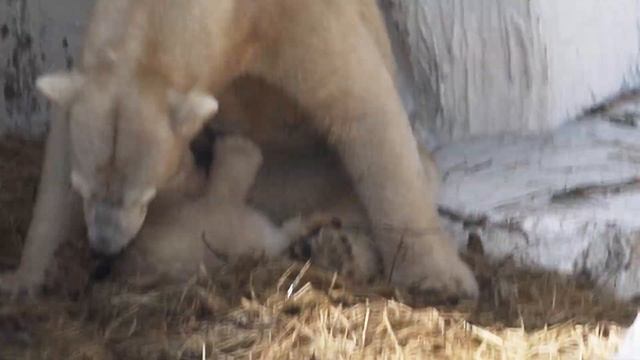 【シロクマの母娘の歴史】ホウちゃん！と呼ばれて手をあげてご挨拶💗【天王寺動物園】