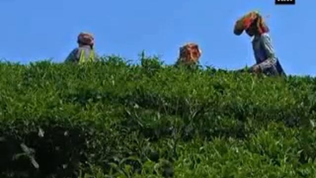 Tea processing unit set up to benefit small tea growers