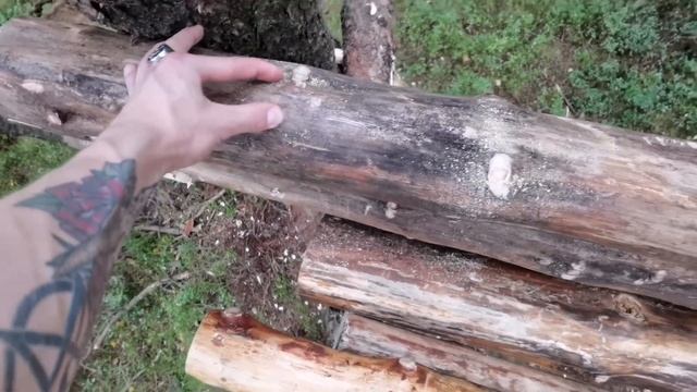 Treehouse | Tree fort | Swamp shelter | hunting Blind | Starting the walls. смотреть онлайн