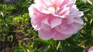 Пион  Пинк Харт Троб  - Pink Heart Throb     Klehm 1998