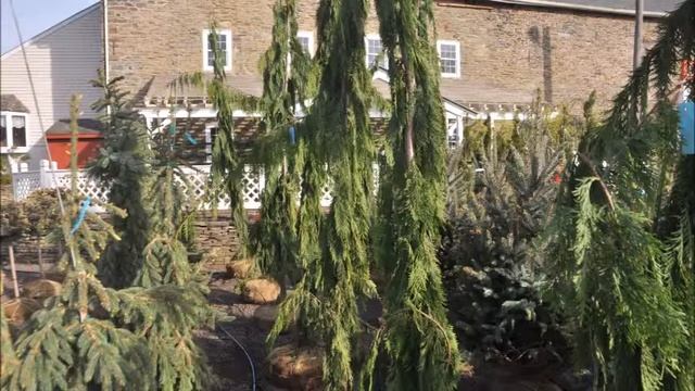 Landscape Trees    Green Arrow Nootka Falsecypress