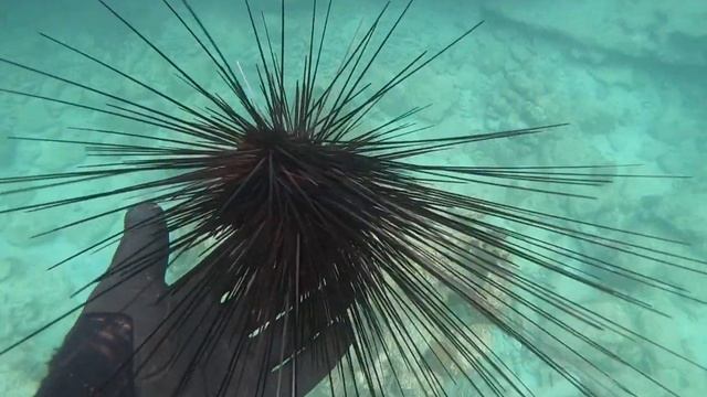 Long spine urchin смотреть онлайн