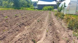 Окучник картошки из СССР "ТЯНИ-ТОЛКАЙ" -окучиваем в 2023 году