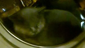 Лучший кот на свете