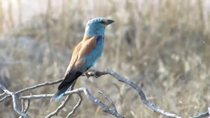 Сизоворонка   Coracias garrulus