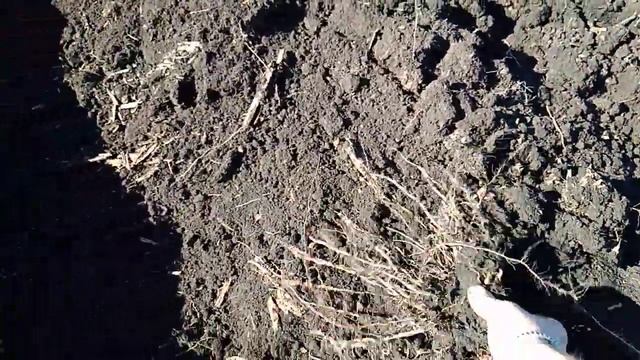 Ось чому 80+, а не 50ц/га... кукурудза си Феномен смотреть онлайн