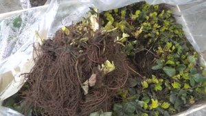 Рассада клубники Фриго , сорт Мурано из Италии