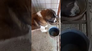 Корм Мираторг для собак и кошек 15 кг.