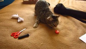 2 способа, как сделать игрушку для кота | 2 ways to make a toy for a cat