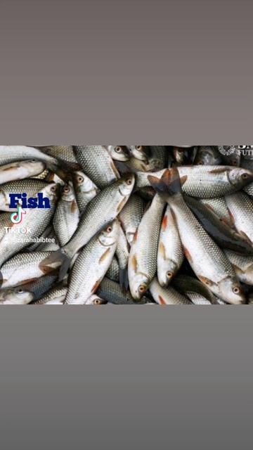 Man Kifi (Fish Oil) смотреть онлайн