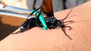 Michael P Gets Stung By A Tarantula Hawk