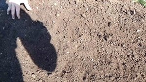 Свёкла, как мы сеем в июне. Всходы через неделю.