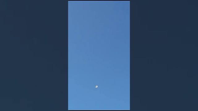 23. 07. 24 г. Красивый полёт голубей , п. Пойменный смотреть онлайн