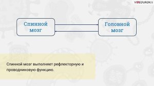 42. Строение нервной системы. Спинной мозг и головной мозг