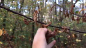 ASMR-В лесу🍁🍂