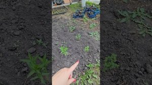 Нинель цветы в саду.