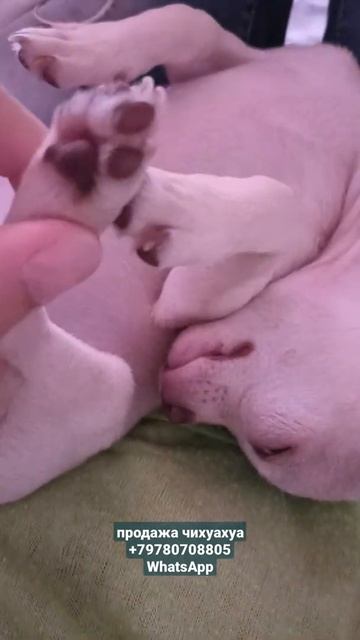 Санси спит на ручках #купитьчихуахуа #миничихуахуа #продажачихуа смотреть онлайн