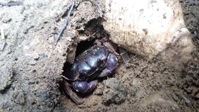 When you're planting saplings and find the cutest hidden crab смотреть онлайн