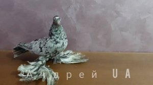 Голуби Узбекские двухчубые челкари