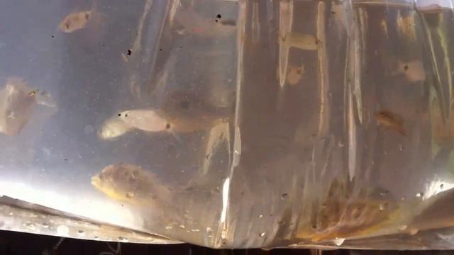 Wild caught Orange Chromide Spiketail Paradisefish barbs and others