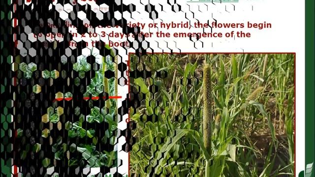 Growth of Pearl millet смотреть онлайн