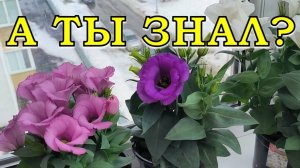 С праздником, милые женщины, с 8 МАРТА🌹🌹🌹
ВЕСНА на ОКНЕ😍😍😍