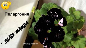 Пеларгония к 8 Марта.