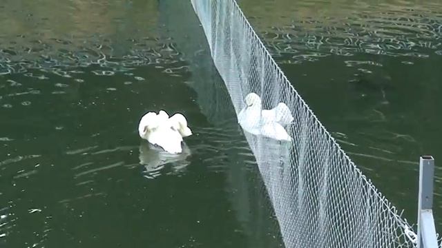 Лебеди, разделенные сеткой смотреть онлайн