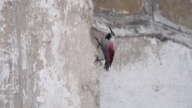 Wallcreeper смотреть онлайн