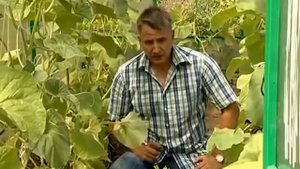 Система капельного полива “Аквадуся“