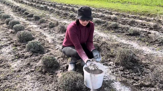 Лаванда. Друге підживлення навесні. Розкислення ґрунту вапном. Моє лавандове полечко. смотреть онлайн