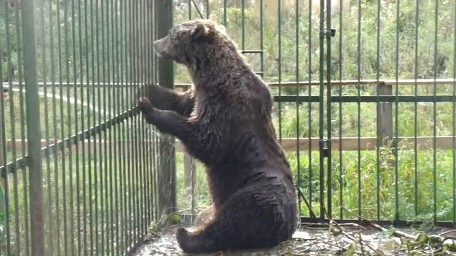 Потапыч смотреть онлайн