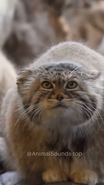 Amazing Manul🌟🐈🌟Pallas Cat Videos🐈🌟🐈🌟 #shorts #manul  #cats #animalsounds #manulife #manulive смотреть онлайн