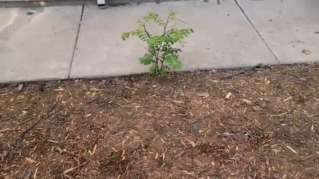 Updating our side yard cardboard mulching planters set up
