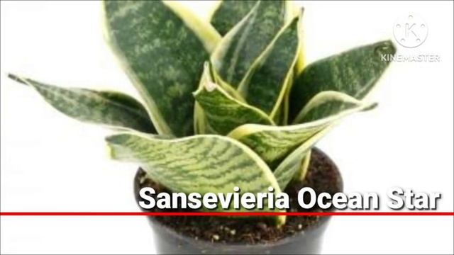 32 Best Low Light Succulents/Indoor Succulents/Low Light Indoor Plants смотреть онлайн