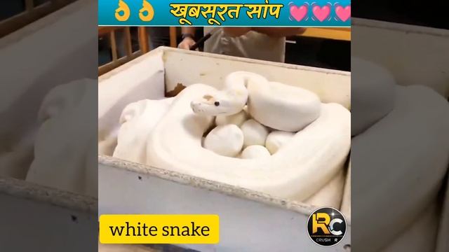 ये है दुनिया का सबसे खतरनाक साँप 😱 worlds dangerous #snake #shorts #crushr смотреть онлайн