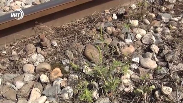 Обследованы железнодорожные пути РД на наличие карантинных вредных организмов смотреть онлайн