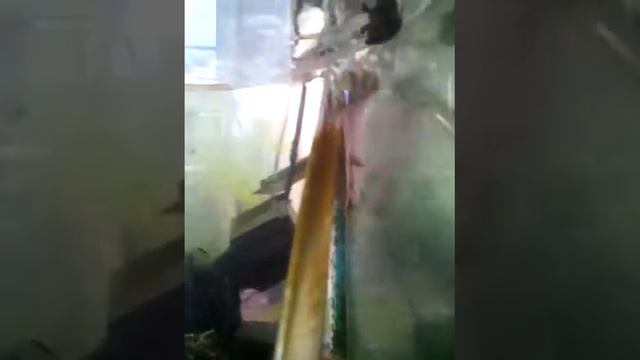 Tortga Apalone Ferox смотреть онлайн