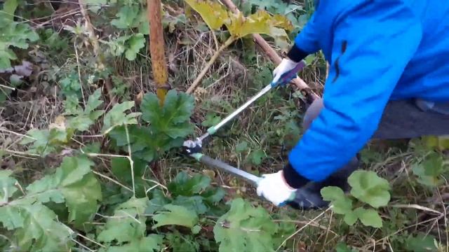 Борьба с Борщевиком, начало смотреть онлайн