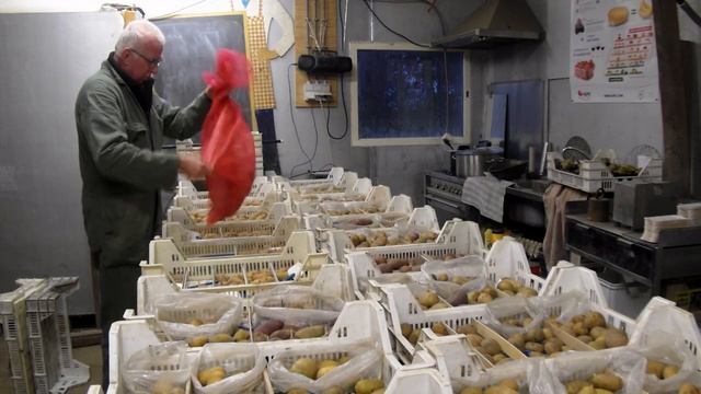 Aardappel veredeling #138 af kiemen? kieming en bewaring pootgoed смотреть онлайн