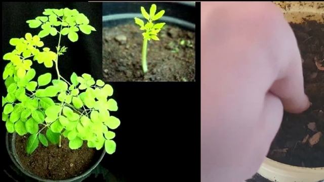 Der Meerretichbaum / Wunderbaum - Anzucht, Pflege & Wissenswertes zum Moringa oleifera смотреть онлайн