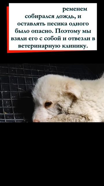 на нашем пути повстречалась собачка лежавшая на грунтовой дороге shorts