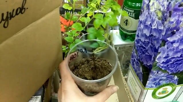 клематисы высаживаем в грунт после покупки смотреть онлайн